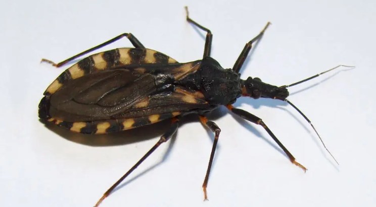 Día Mundial de la Enfermedad de Chagas